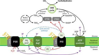 Photosystem I Inhibition, Protection and Signalling: Knowns and Unknowns